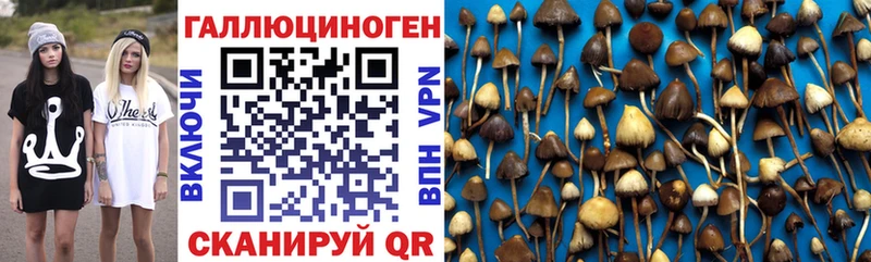 купить наркоту  Солигалич  Псилоцибиновые грибы GOLDEN TEACHER 